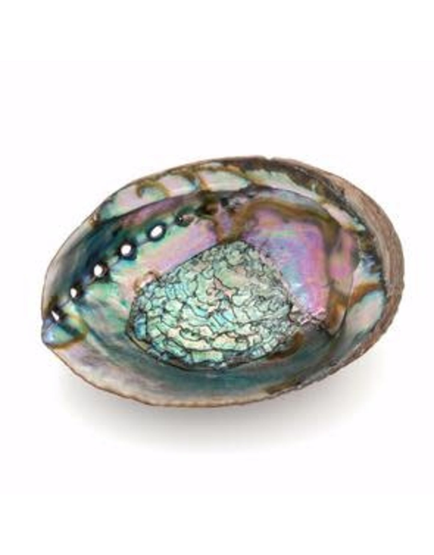 Abalone Shell